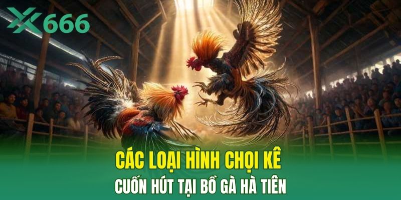 Các loại hình chọi kê cuốn hút tại bồ gà Hà Tiên