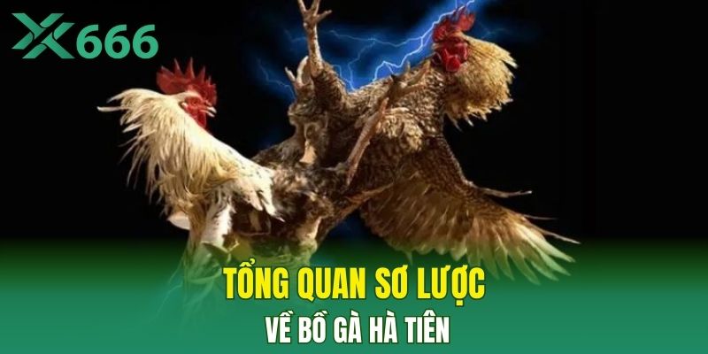 Tổng quan sơ lược về bồ gà Hà Tiên