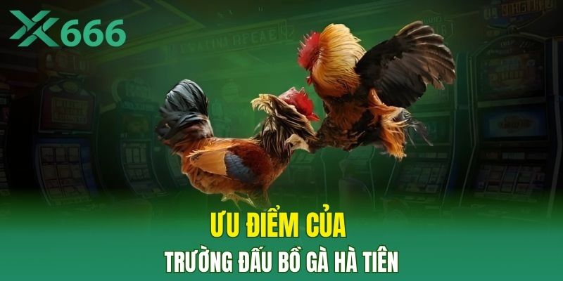 Ưu điểm của trường đấu bồ gà Hà Tiên
